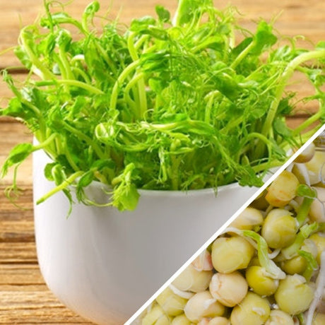 Organic green pea sprouts and green seeds in a white bowl ready to eat