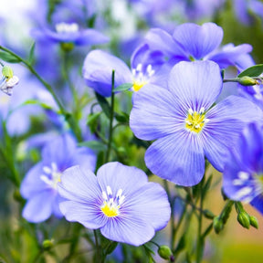 Close-up of vibrant blue flax flowers with delicate petals and yellow centers in a garden setting