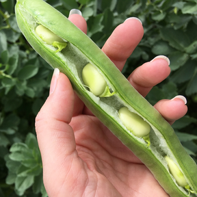 Fava beans Aguadulce variety from SeedsNow, showing fresh broad fava beans with green pods and beans inside.
