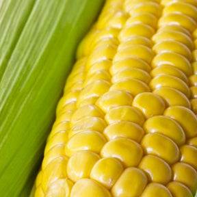 Organic Golden Bantam sweet corn seeds by SeedsNow.com, showing fresh golden ears of sweet corn ready for planting.