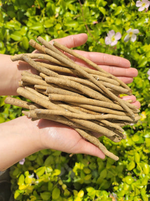 Big Top horseradish root from SeedsNow-Horseradish, fresh and earthy with a rough brown exterior and white interior.
