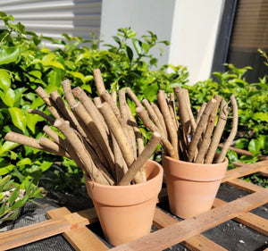 Fresh big top horseradish root from SeedsNow-Horseradish, showing large, earthy roots ideal for culinary use.
