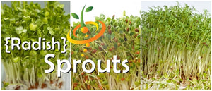 Sprouts/Microgreens - Radish, Classic.