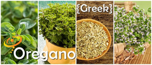 Oregano - Greek.