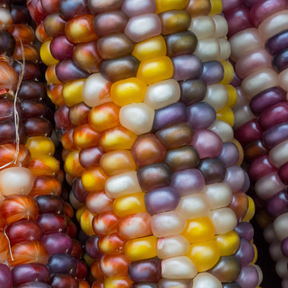 Close-up of colorful rainbow corn seeds on organic corn ears