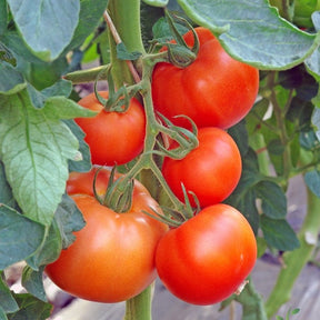 Fresh indeterminate Abraham Lincoln tomato plant with green stems and leaves, ready for planting, from SeedsNow.